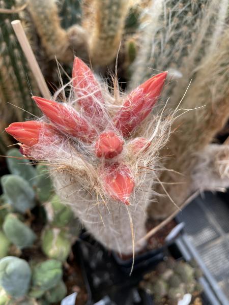 Oreocereus doelzianus